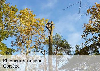 Elagueur grimpeur Corrèze