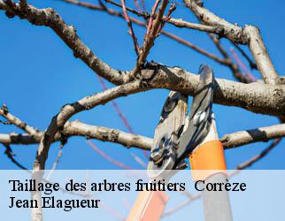 Taillage des arbres fruitiers 19 Corrèze Jean Elagueur