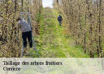 Taillage des arbres fruitiers Corrèze