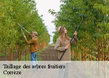 Taillage des arbres fruitiers Corrèze