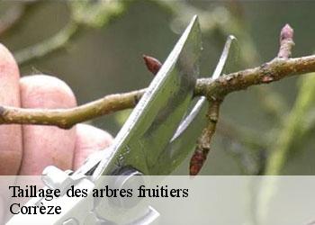 Taillage des arbres fruitiers Corrèze