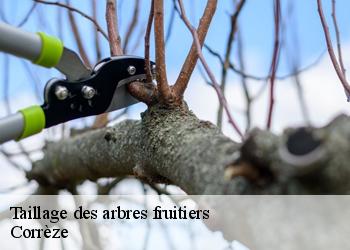 Taillage des arbres fruitiers  Corrèze 