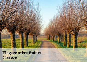 Elagage arbre fruitier Corrèze