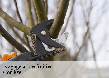 Elagage arbre fruitier Corrèze