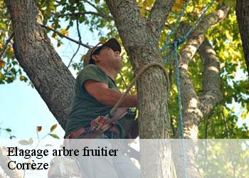 Elagage arbre fruitier Corrèze 