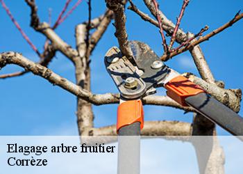Elagage arbre fruitier Corrèze 