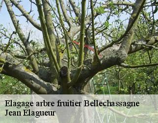 Elagage arbre fruitier bellechassagne-19290 Jean Elagueur
