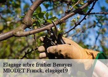 Elagage arbre fruitier  benayes-19510 MIODET Franck, elagage19
