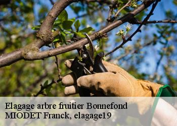 Elagage arbre fruitier  bonnefond-19170 MIODET Franck, elagage19