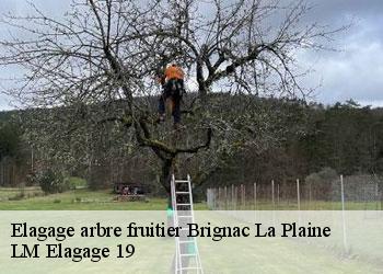 Elagage arbre fruitier brignac-la-plaine-19310 LM Elagage 19
