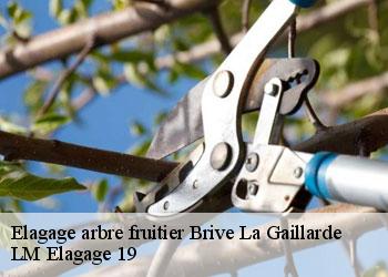 Elagage arbre fruitier 19100