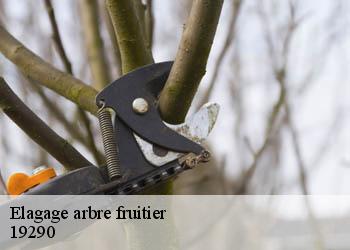 Elagage arbre fruitier 19290