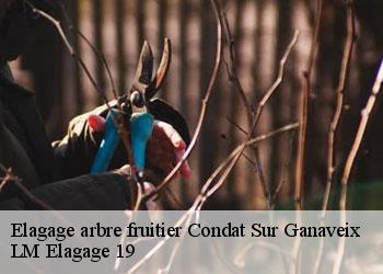 Elagage arbre fruitier 19140