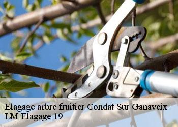 Elagage arbre fruitier 19140