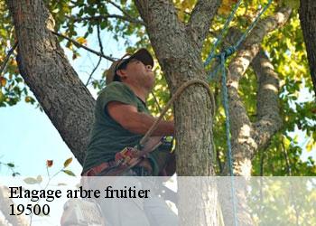 Elagage arbre fruitier 19500