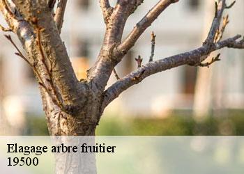 Elagage arbre fruitier 19500