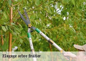 Elagage arbre fruitier 19500