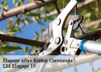 Elagage arbre fruitier 19500
