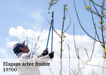 Elagage arbre fruitier 19500