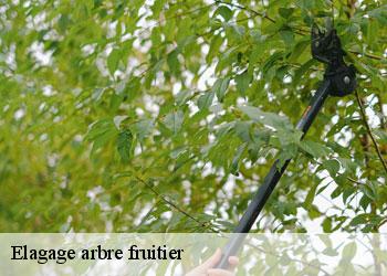 Elagage arbre fruitier 19500