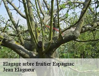 Elagage arbre fruitier  espagnac-19150 Jean Elagueur