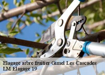 Elagage arbre fruitier 19800