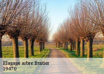 Elagage arbre fruitier  19470