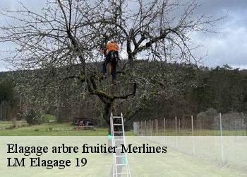 Elagage arbre fruitier merlines-19340 LM Elagage 19
