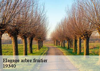 Elagage arbre fruitier  19340