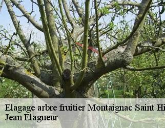 Elagage arbre fruitier montaignac-saint-hippolyte-19300 Jean Elagueur