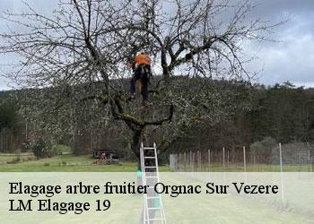 Elagage arbre fruitier orgnac-sur-vezere-19410 LM Elagage 19
