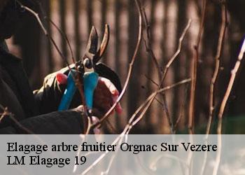 Elagage arbre fruitier 19410
