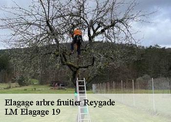 Elagage arbre fruitier reygade-19430 LM Elagage 19