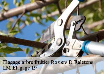 Elagage arbre fruitier 19300