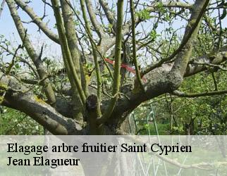 Elagage arbre fruitier  saint-cyprien-19130 Jean Elagueur