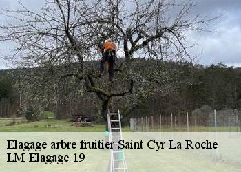 Elagage arbre fruitier saint-cyr-la-roche-19130 LM Elagage 19