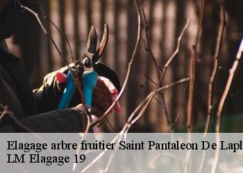Elagage arbre fruitier 19160