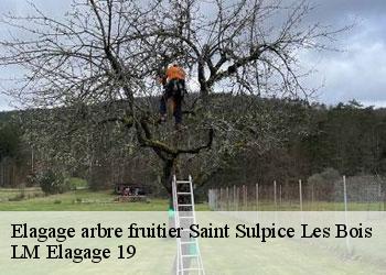 Elagage arbre fruitier  saint-sulpice-les-bois-19250 LM Elagage 19