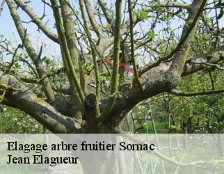 Elagage arbre fruitier sornac-19290 Jean Elagueur