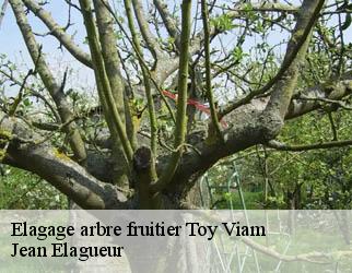 Elagage arbre fruitier toy-viam-19170 Jean Elagueur