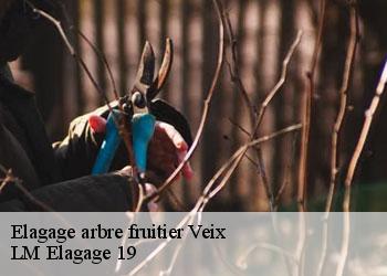 Elagage arbre fruitier 19260