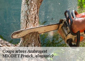 Coupe arbres  ambrugeat-19250 MIODET Franck, elagage19