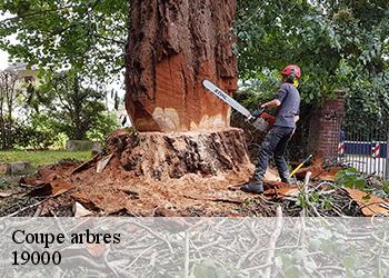 Coupe arbres 19000