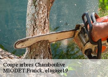 Coupe arbres  chamboulive-19450 MIODET Franck, elagage19