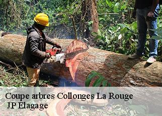 Coupe arbres collonges-la-rouge-19500 JP Elagage