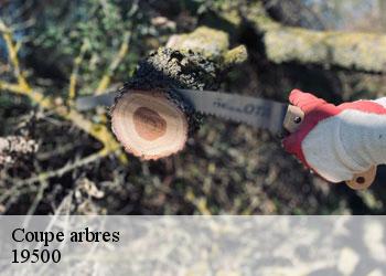 Coupe arbres  19500