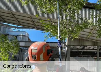 Coupe arbres  19500