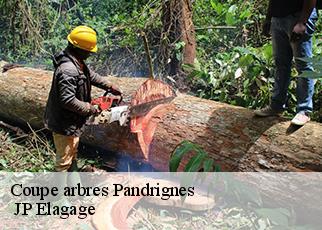 Coupe arbres pandrignes-19150 JP Elagage