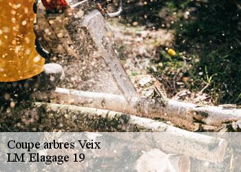 Coupe arbres  19260