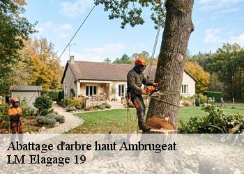 Abattage d'arbre haut 19250